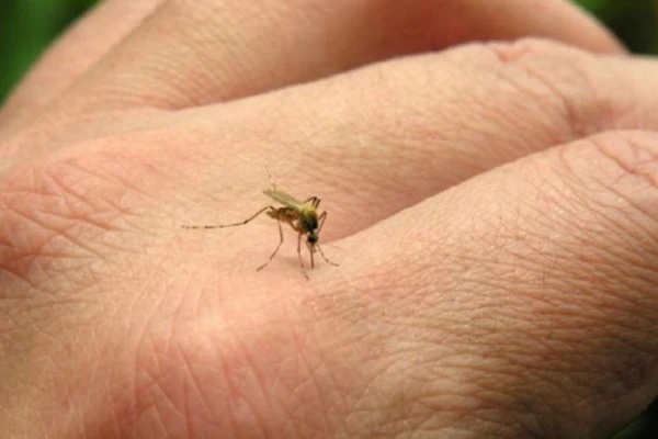 ¿Por qué los mosquitos pican a unos sí y a otros no?