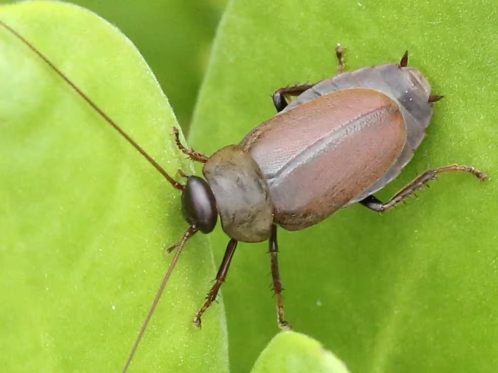 DIPLOCTERA PUNCTATA. La especie encargada de producir este lácteo.