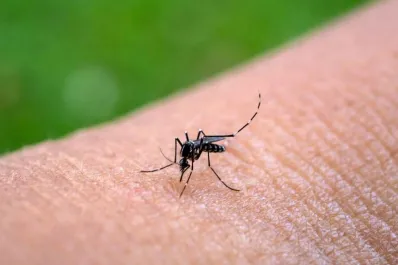Brasil superó el millón de casos de dengue