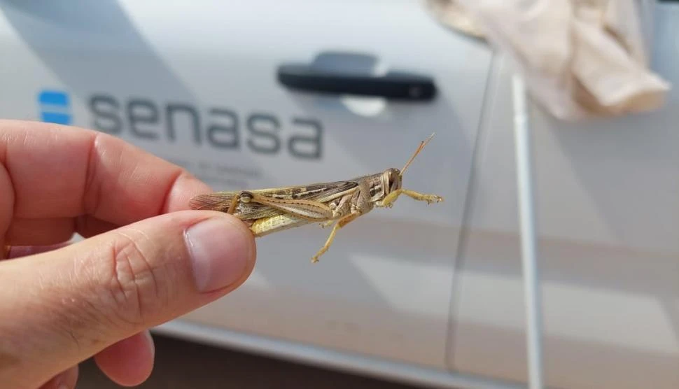 ATENCIÓN. El Senasa detectó un aumento de langostas en Formosa, Salta, Santiago del Estero y Catamarca, a lo que se suman condiciones climáticas predisponentes para el desarrollo de la plaga.