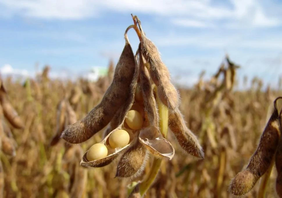 La ola de calor causó una fuerte caída del rinde de la soja