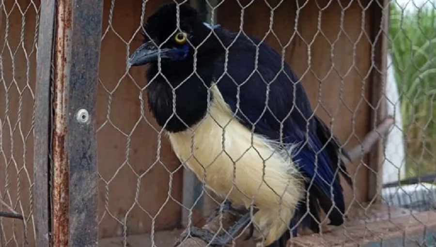 Liberaron a 70 aves que se comercializaban por redes sociales