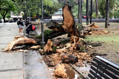 La caída de los árboles, una problemática que parece no terminar: ¿cuál es la solución?