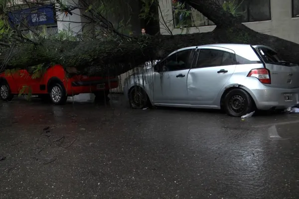 “Con la lluvia, los árboles seguirán cayendo”