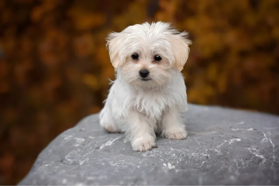 Los 10 nombres de perro más populares.