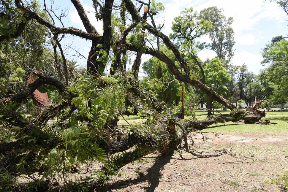 CAÍDA RECIENTE. Otro de los ejemplares que se vino abajo por el viento. LA GACETA / FOTO DE JOSé NUNO