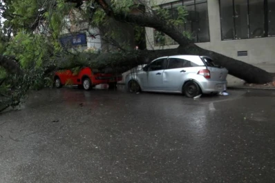 Caída de los árboles, un problema recurrente