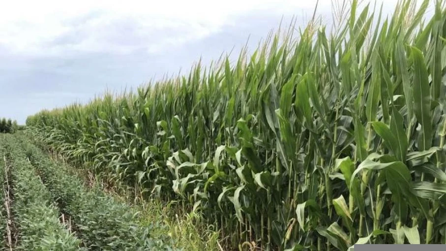 PEOR. La situación del maíz es más compleja, por la presencia de la chicharrita; en algunas zonas se pueden haber gastado un extra de U$S 40 por hectárea, solo en productos para aplicaciones.