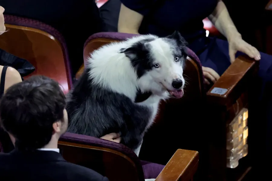 Messi, el perro que se llevó todas las miradas en los Oscar