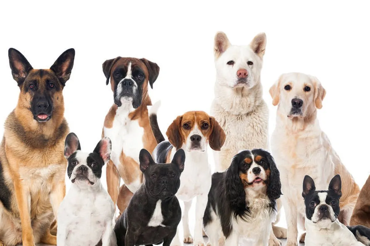 ¿Cuál es el alimento que no deberían consumir los perros?