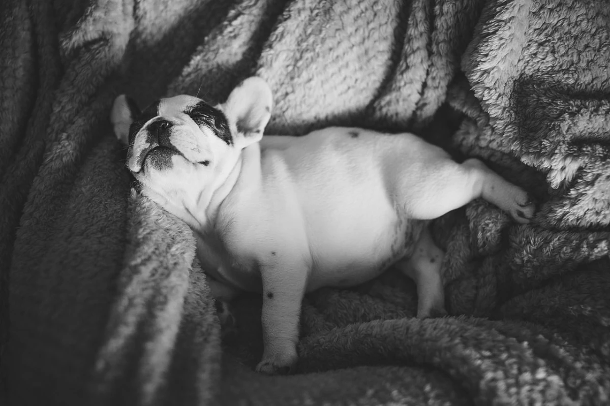 LOS PERRITOS Y SUS SUEÑOS. Según los expertos los sueños de los perros pueden variar según la raza. 
