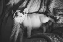 ¿De qué se tratan los sueños de los perros y cómo varían según cada raza?