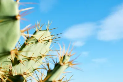 El cactus comestible: crece en todas partes y tiene excelentes propiedades para la salud