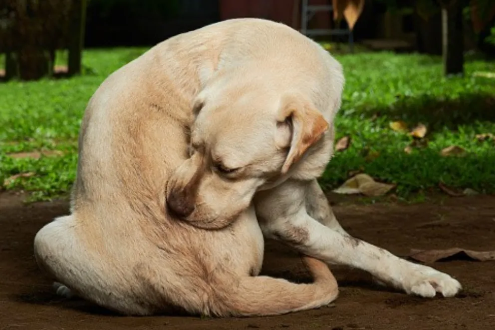 ¿Las mascotas se contagian de dengue?
