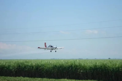 Los maduradores en caña generan aumentos significativos de la recuperación de azúcar