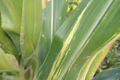 Maíz: el spiroplasma prende alarmas en la región central