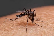 Dengue: murió un nene de 6 años en Santa Fe y ya son 80 los fallecidos en el país