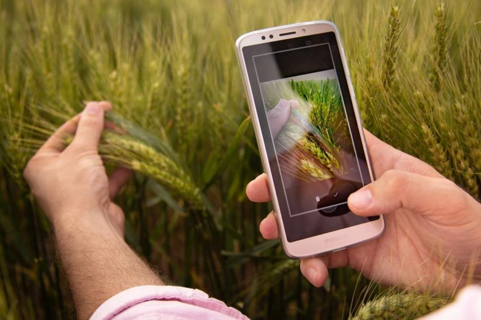 MEJORA. Al recopilar datos detallados sobre condiciones del cultivo, el clima y el suelo, entre otros, los agricultores podrán tomar decisiones más informadas.