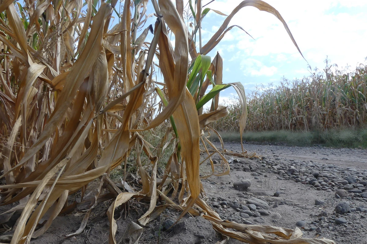 Sin Presupuesto y menos dólares del campo