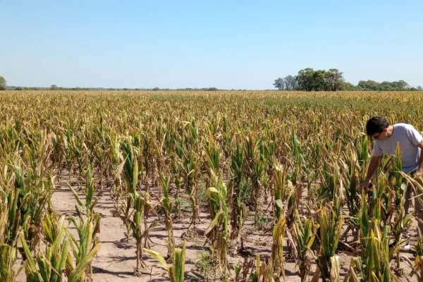 El campo tucumano pelea contra una enfermedad que afectaría la producción de maíz