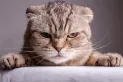 Cuáles son los olores que los gatos odian y debes evitar en casa
