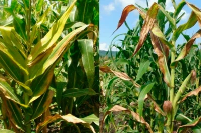 El spiroplasma golpeó fuerte el maíz tardío de Córdoba