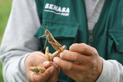 Este año, el Senasa monitoreó 1.100 sitios con el fin de detectar langostas