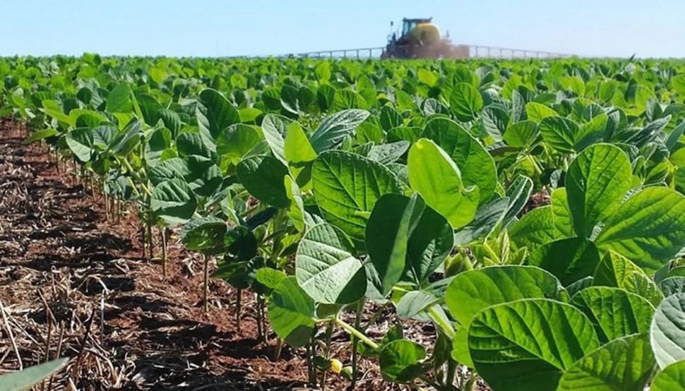 ESTADO. En cuestiones fitosanitarias, para la soja fue un año bastante suave, sin graves problemas; la mancha anillada afectaron el cultivo en muy baja escala.