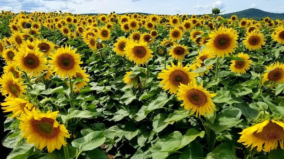 EXPERIENCIAS. Directivos de la empresa Nidera Semillas contaron que actualmente en nuestra región se llevan acabo  varios ensayos del cultivo de girasol con diferentes materiales de la marca.