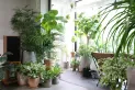 Jardín: seis plantas que atraen la buena energía y la fortuna al hogar