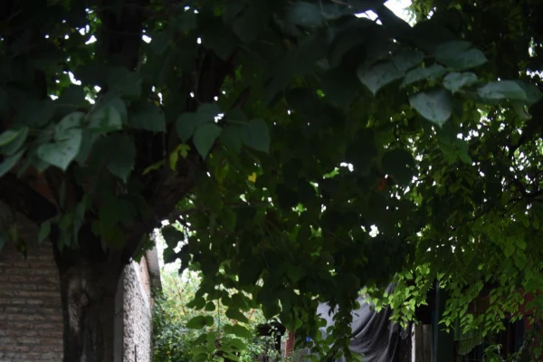 El dengue ya afectó a más del 50% de la población de Aguilares