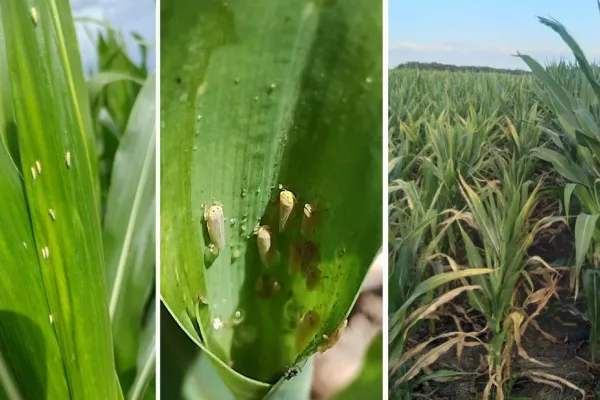 La chicharrita genera alarma en agricultores tucumanos