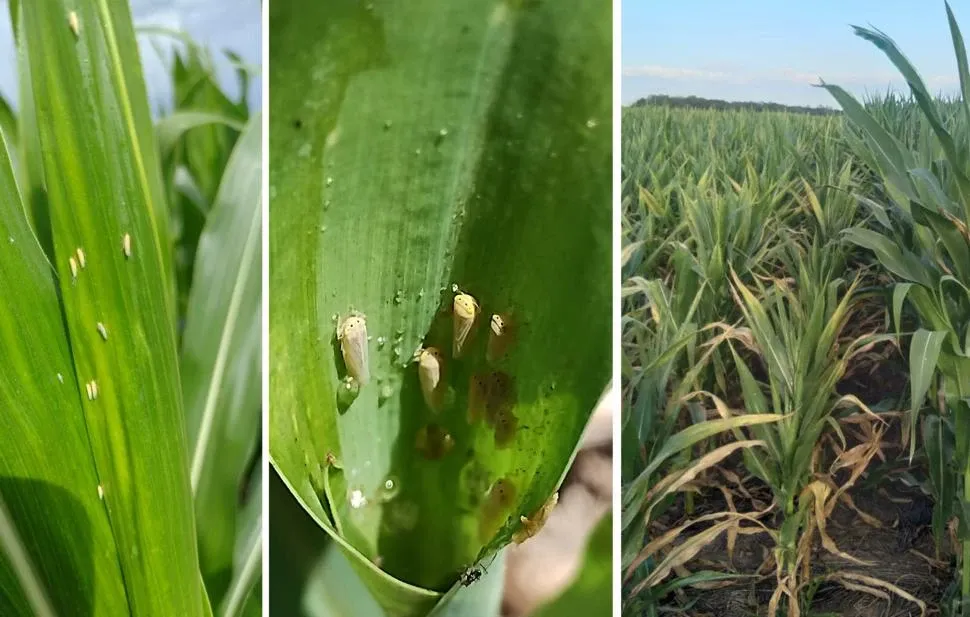 La chicharrita genera alarma en agricultores tucumanos