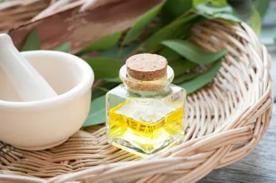 Evitar el dengue: cómo hacer el repelente contra mosquitos casero aprobado por el Ministerio de Salud