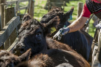 Aftosa: vacunaron 30 millones de bovinos y bubalinos en 2023