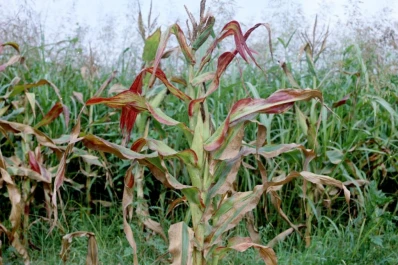 Consejos para el manejo del vector del “achaparramiento”