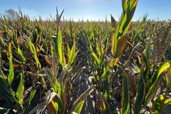 La “Niña” y el aumento de plantas guachas explicarían la plaga de chicharritas del maíz