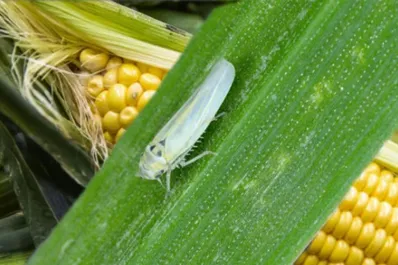 Cartas de lectores: “chicharrita”