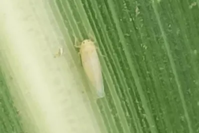 Piden citar al ministro de Economía y Producción a la Legislatura por la crisis de la chicharrita del maíz