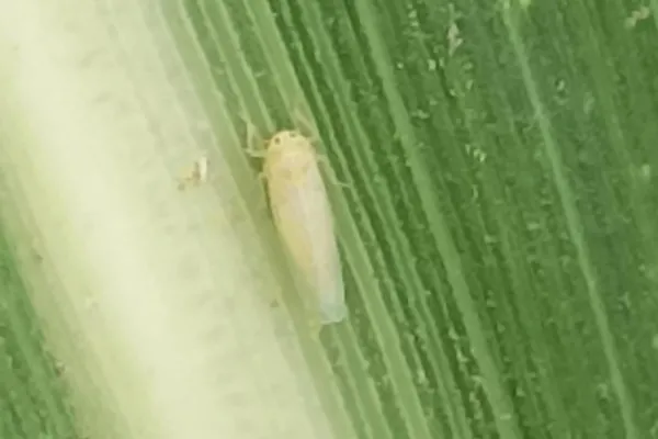 Piden citar al ministro de Economía y Producción a la Legislatura por la crisis de la chicharrita del maíz