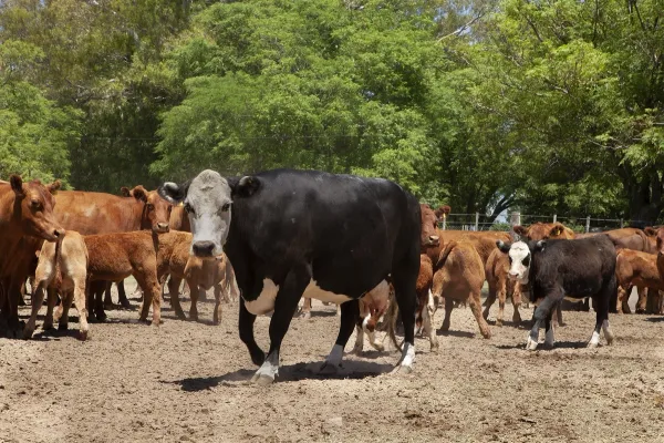 Peso Mínimo: Eliminación de un requisito clave para la faena de ganado bovino
