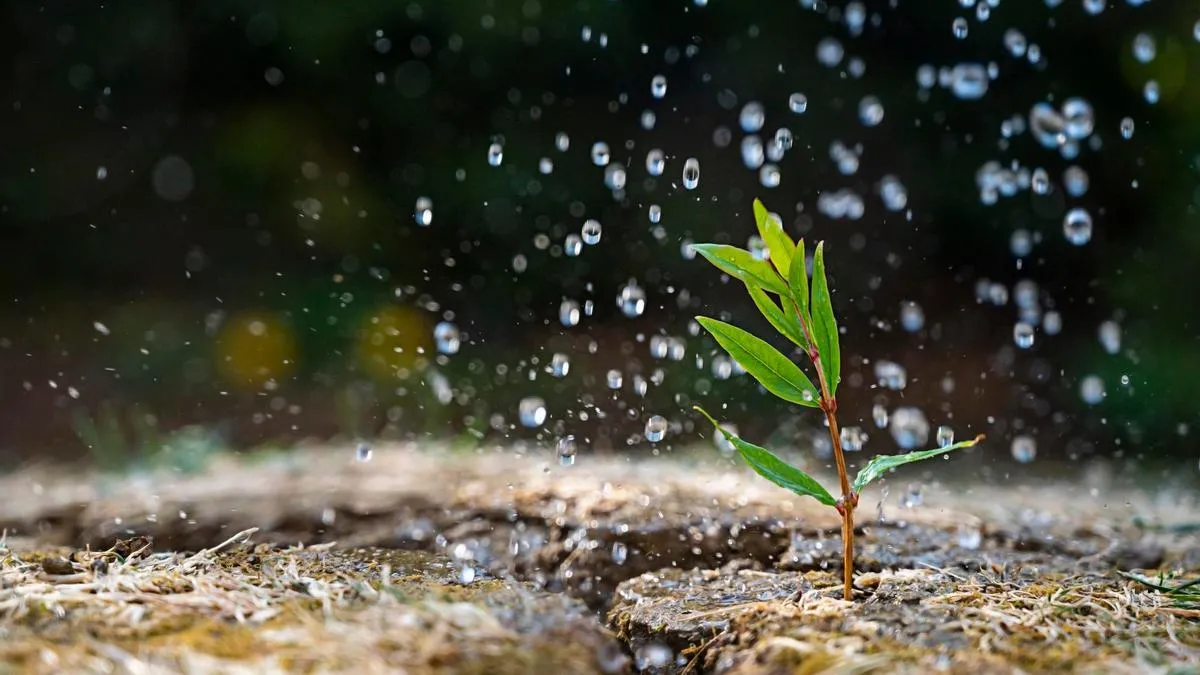 Petricor, la fragancia de la lluvia. 