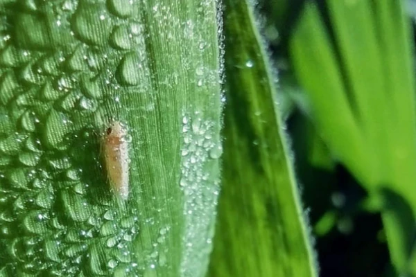 Chicharrita: el Senasa acelera el proceso para aprobar insecticidas