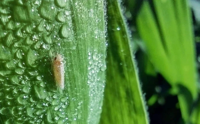 DATO. La falta de frío, las altas temperaturas y las lluvias fomentaron la reproducción del vector del achaparramiento.