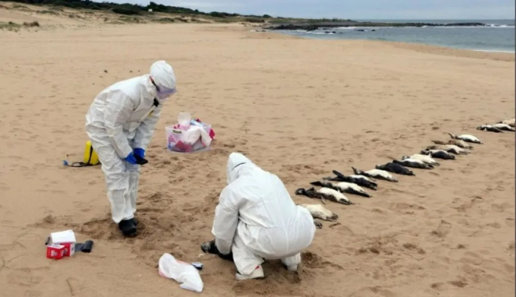 Aun no hay consenso sobre los motivos que originaron la aparición y muerte de pingüinos en la costa