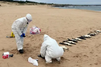 Tristeza por la aparición de decenas de pingüinos muertos en las playas de Mar del Plata: ¿a qué se debe?