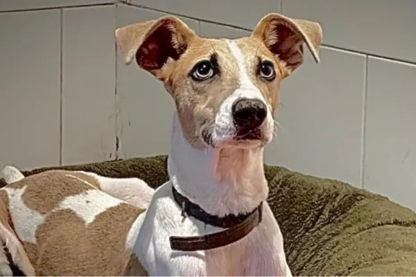 La triste historia de vida de Arturo, el nuevo perrito de Gran Hermano