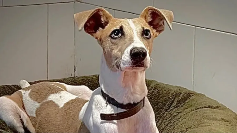 Arturo, el perrito que entró a la casa de Gran Hermano