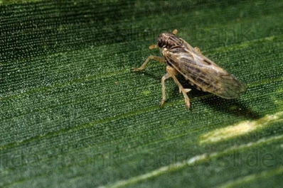Chicharrita: mezclas y templados ofrecen mejor resistencia