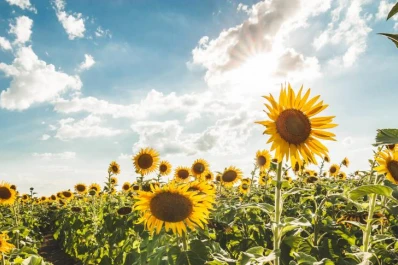 Evalúan 30 variedades de 12 semilleros de soja